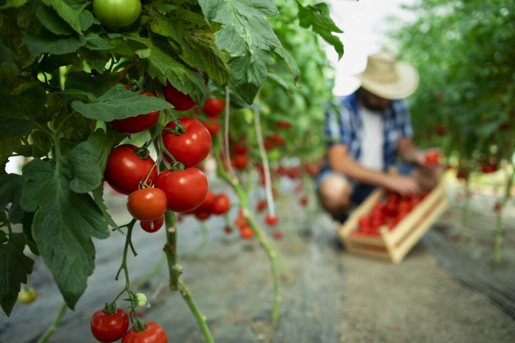 Bonus Agricoltura: fondi e incentivi - Commercialista.it